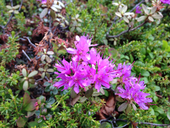 Rhododendron lapponicum