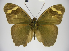 Euphaedra rubrocostata rubrocostata