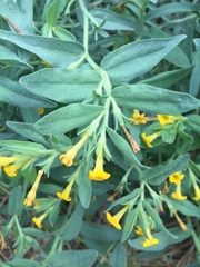 Lithospermum californicum