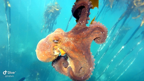 Photo of Common octopus (Octopus vulgaris)