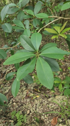 Wallenia laurifolia, photograph 6