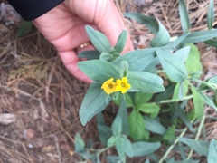 Lithospermum californicum