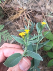 Lithospermum californicum