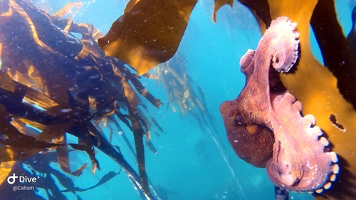 Photo of Common octopus (Octopus vulgaris)