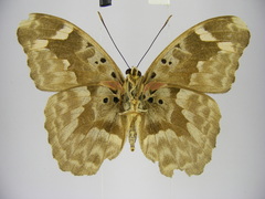 Euphaedra rubrocostata rubrocostata