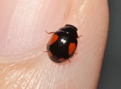 Hyperaspis jovialis
