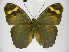 Euphaedra rubrocostata rubrocostata