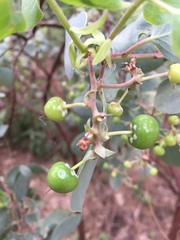 Arctostaphylos mewukka
