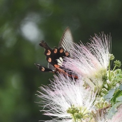 Pachliopta aristolochiae