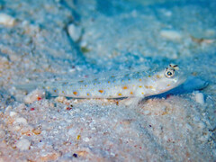Wayag Shrimpgoby photo 2