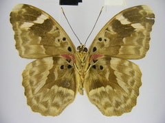 Euphaedra rubrocostata rubrocostata