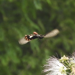 Pachliopta aristolochiae