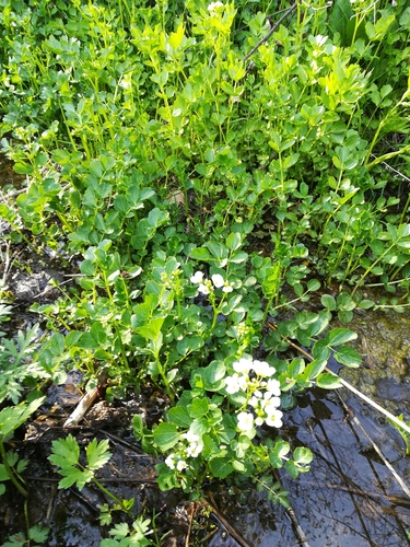 northern mountain bittercress (Cardamine yezoensis)