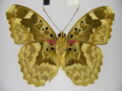 Euphaedra rubrocostata rubrocostata