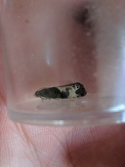 Notocelia cynosbatella