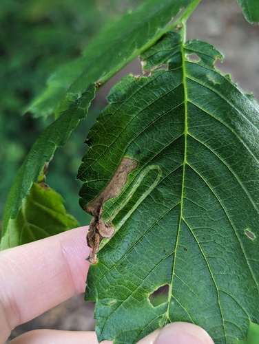 Elm Agromyzid Leafminer photo 4
