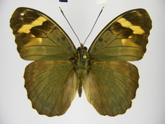 Euphaedra rubrocostata rubrocostata