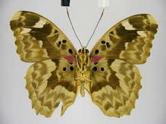 Euphaedra rubrocostata rubrocostata