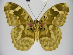 Euphaedra rubrocostata rubrocostata