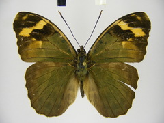 Euphaedra rubrocostata rubrocostata