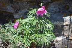 Paeonia hybrida