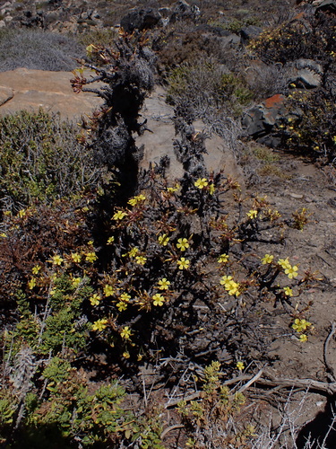 Image of Oxalis gigantea by (c) Nolan Exe, some rights reserved (CC BY)
