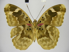 Euphaedra rubrocostata rubrocostata