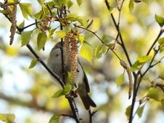 Phylloscopus collybita