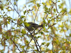 Phylloscopus collybita