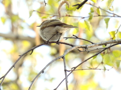 Phylloscopus collybita
