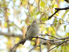 Phylloscopus collybita