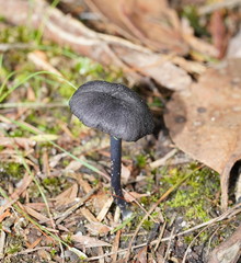Entoloma discrepans