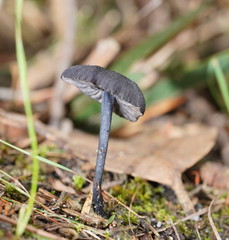 Entoloma discrepans