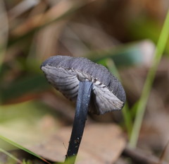 Entoloma discrepans