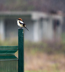 Lanius senator senator