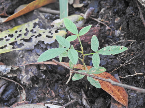 Image of Flemingia parviflora by (c) Scott W. Gavins, some rights reserved (CC BY)