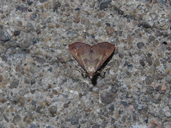 Endotricha theonalis