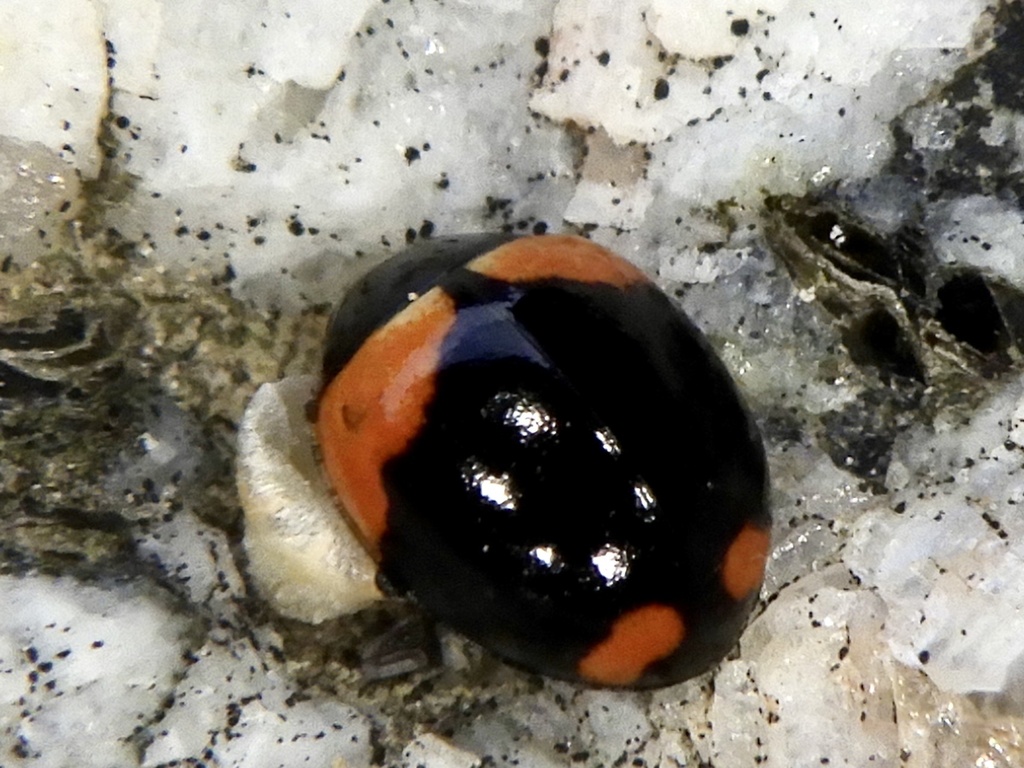 Coccinula crotchi