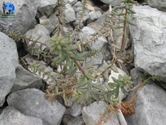 Sedum calcicola