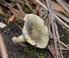 Russula viridis