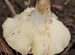 Russula viridis