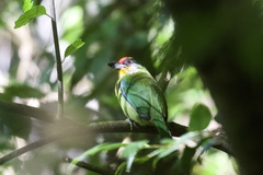 Psilopogon franklinii