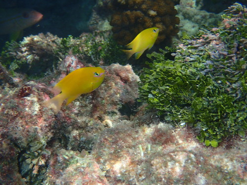 Stegastes aureus observed 2023-02-20