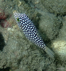 Canthigaster jactator