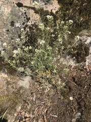 Arabidopsis suecica