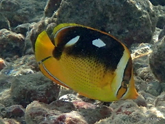 Chaetodon quadrimaculatus