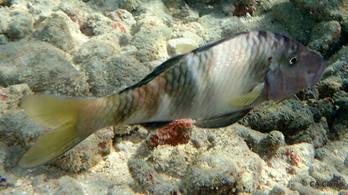 Manybar Goatfish