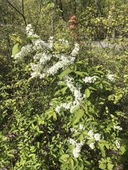 Prunus padus
