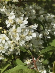 Prunus padus