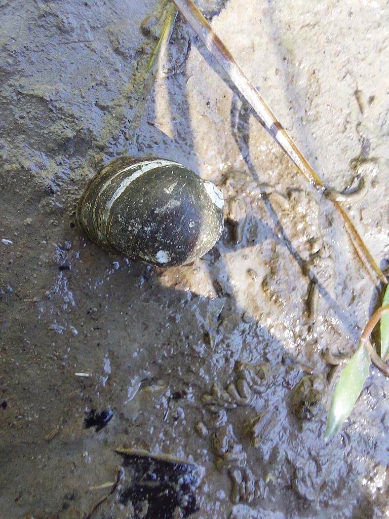 Southern Bubble Pond Snail from Brisbane QLD, Australia on June 2, 2024 ...